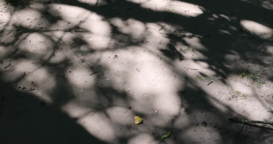 walking path in the park with a lot of shadows from deciduous trees in the summer season, part of the walking path through the park on a bright sunny day