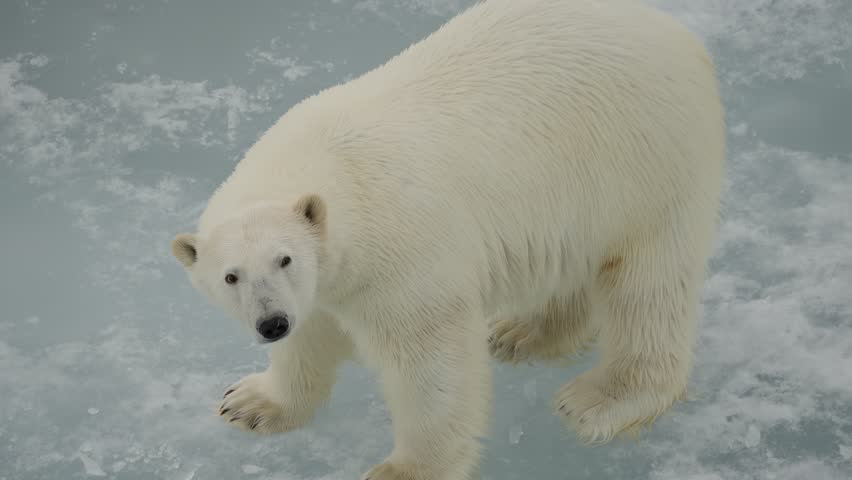 Solitary polar bear with thick white fur cautiously walking across frozen sea ice, captured from an elevated angle, showcasing powerful limbs, alert gaze, and polar environment of icy floes and slush.
