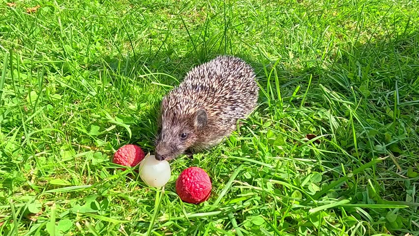Cute hedgehog walks on bright green grass sniffing and eating ripe lychee fruit under sunlight showing natural feeding behavior and creating calm wildlife summer scene