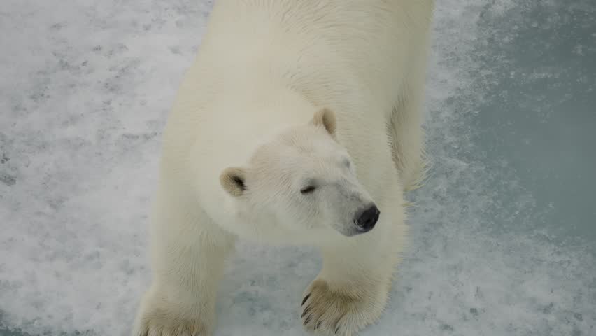 Majestic polar bear cautiously traversing fractured sea ice, captured from above as it pads across a frozen seascape, highlighting resilience and the beauty of a wintry wilderness