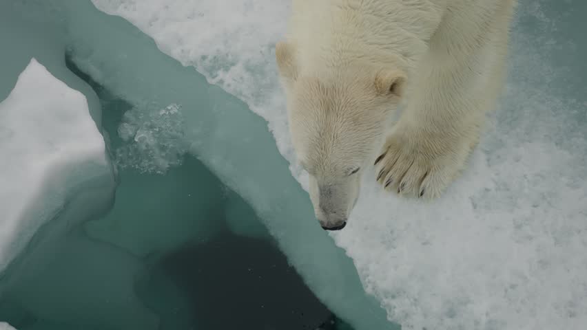Polar bear edges toward a narrow crack in the sea ice, peering into dark water while crossing windswept Arctic floes, seen from above in a stark winter scene.