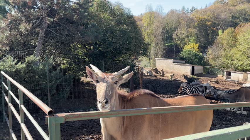a beautiful deer living on the farm