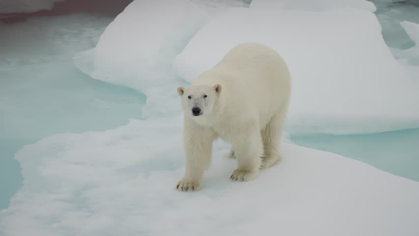 Polar bear standing on a drifting ice floe, pausing to gaze across the frozen waters, a tranquil moment revealing the stark beauty and vulnerability of its icy wilderness habitat