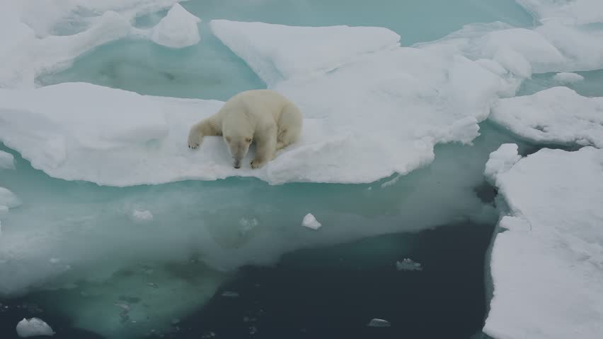 A solitary polar bear sprawls on a drifting sea ice floe above dark open water, with turquoise melt pools nearby, evoking the beauty and vulnerability of polar wildlife.