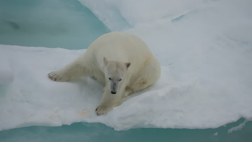 Polar bear cautiously traversing fragmented sea ice, shifting from a resting crouch to a deliberate stride across snowy floes above frigid turquoise water in a frozen seascape