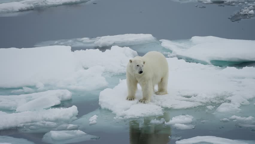 Polar bear on drifting sea ice, first standing then crouching across small floes above frigid Arctic waters, revealing cautious movement and a fragile, melting habitat.