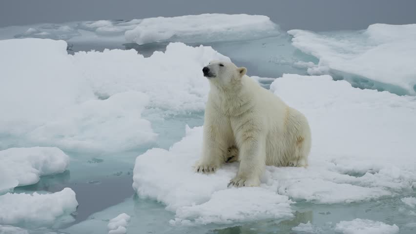 Solitary polar bear perched on drifting sea ice floe above frigid turquoise meltwater, pausing to rest and groom amid a vast frozen seascape under a calm, overcast polar sky