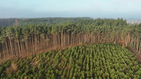Expansive aerial drone scene showing a tall pine forest along the edge and a neatly arranged young tree plantation in a circular clearing - Powered by Shutterstock - Get 15% off with code: PIKWIZARD15