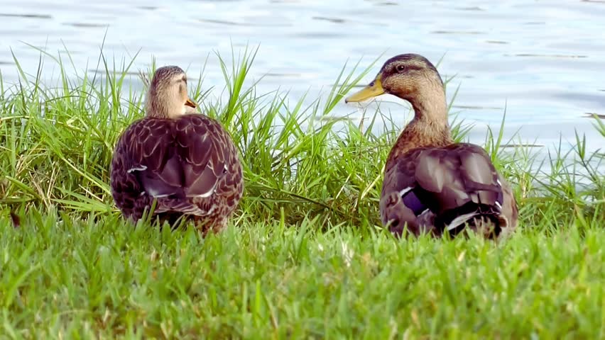 Two mallard ducks sitting on the edge of the lake like enjoying the view
