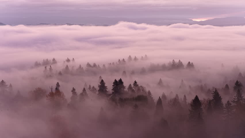 Thick morning fog drifts through a scenic, forested Pacific Northwest landscape near Portland, Oregon. Fog and mist forms when moist air cools to its dew point, causing water vapor to condense.