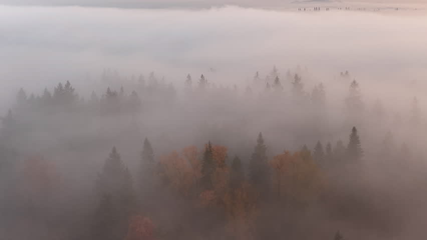 Thick morning fog drifts through a scenic, forested Pacific Northwest landscape near Portland, Oregon. Fog and mist forms when moist air cools to its dew point, causing water vapor to condense.
