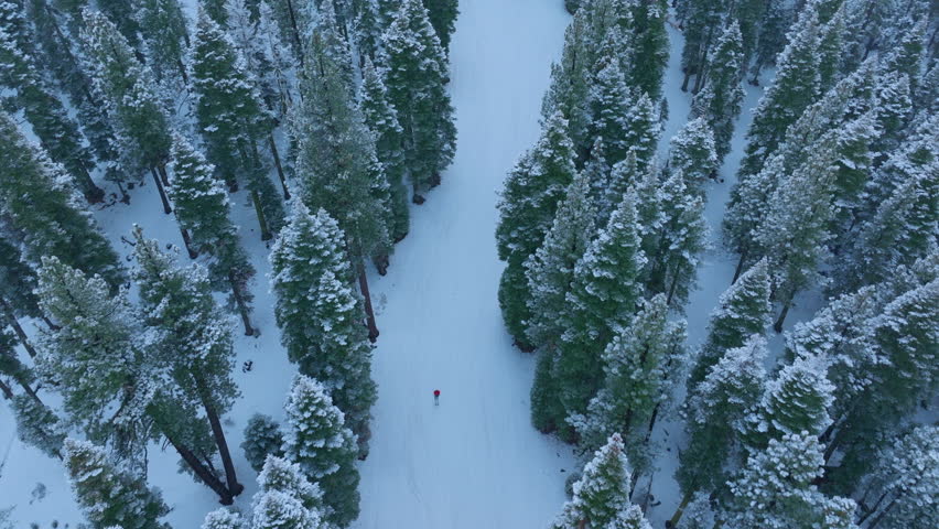 Snowy ski passage, frozen alpine corridor featuring two skiers among towering pines, majestic winter landscape showcasing skiers navigating through snowy forest trail with blue atmospheric lighting
