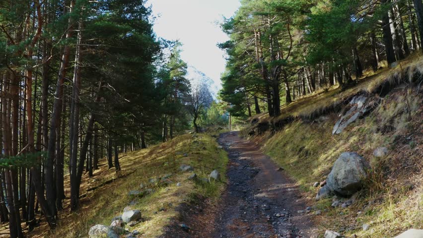 A video clip showing a winding dirt path through a dense pine forest on a sunny day. The trail is surrounded by lush green grass and rocks on a hillside, with a mountain peak visible in the distance.