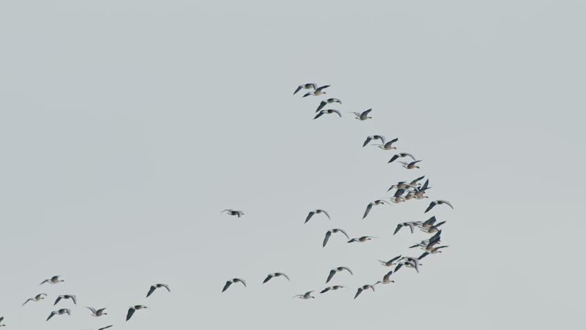 A wide shot of a large flock of migratory birds, possibly geese or cranes, flying in a classic V formation. The birds are silhouetted against a bright, overcast sky