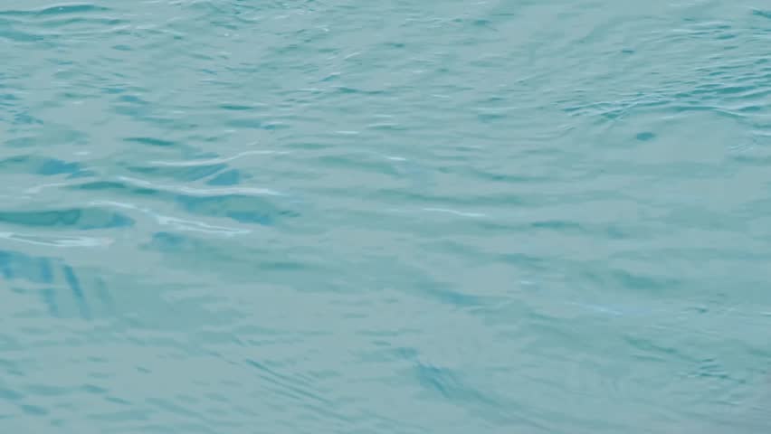 A close up shot of a seal swimming on the surface of the ocean, with its back and dorsal fin visible above the clear blue water