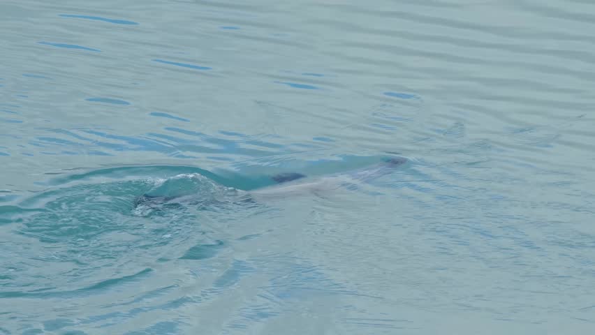 An enchanting and tranquil scene of a wild seal swimming gracefully just below the surface of the turquoise blue water in Iceland, showcasing the country