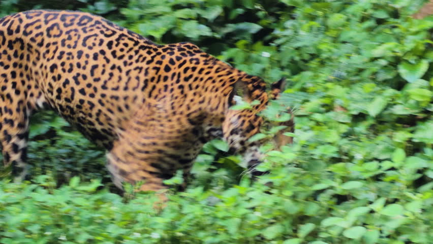 jaguar tiger walking in the nature
