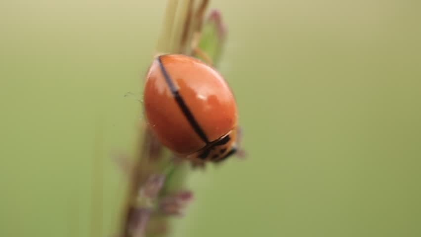 Macro of ladybug, closeup of a ladybird on green background 