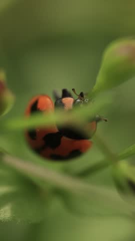 Macro of ladybug, closeup of a ladybird on green background 