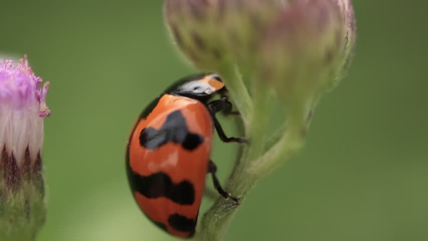Macro of ladybug, closeup of a ladybird on green background 