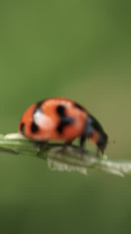 Macro of ladybug, closeup of a ladybird on green background 