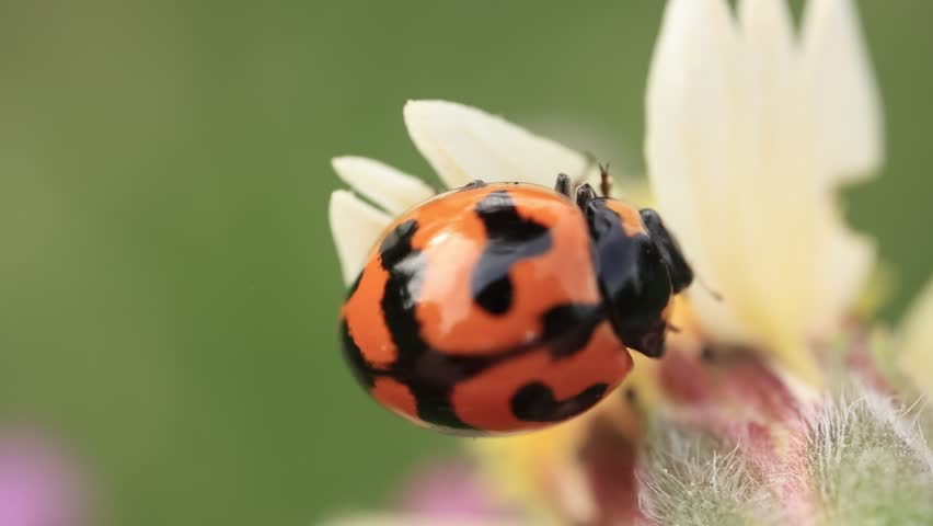Macro of ladybug, closeup of a ladybird on green background 