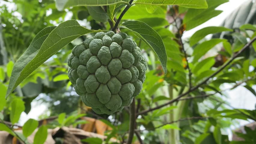 Close-up footage of a fresh sugar apple (custard apple) hanging on a tree branch, surrounded by green leaves in a tropical garden.
