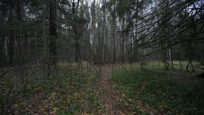 Autumn forest with fallen yellow leaves on the ground