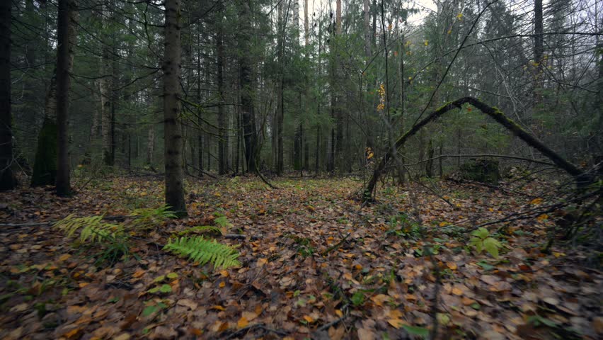 Autumn forest with fallen yellow leaves on the ground
