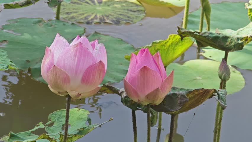 Fresh lotus flowers in the pond