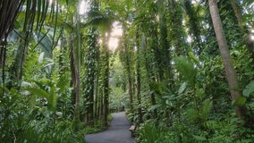 vibrant beauty of a Hawaiian botanical garden with this stunning footage. A tranquil pathway winds through a dense, lush rainforest, showcasing towering trees, exotic foliage, and the serene atmospher - Powered by Shutterstock - Get 15% off with code: PIKWIZARD15