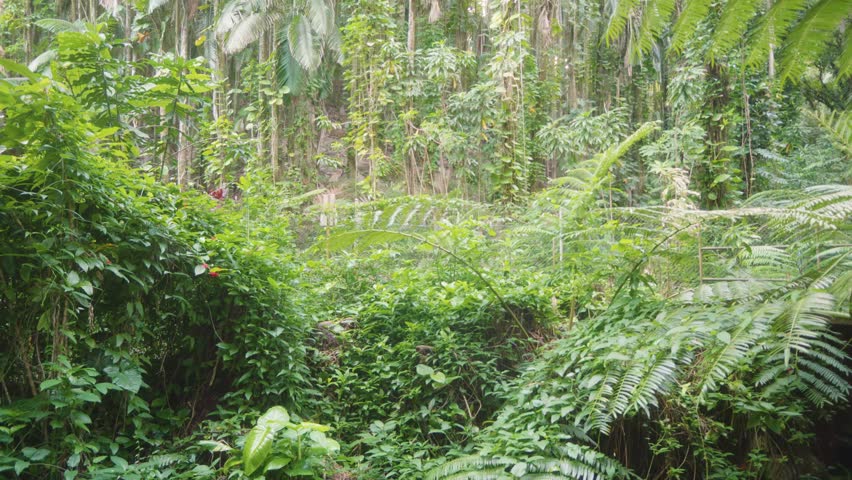 vibrant beauty of a lush tropical jungle, captured in a Hawaiian Botanical Garden. This footage showcases a dense canopy of rich green ferns, towering palm trees, and diverse tropical vegetation, bath