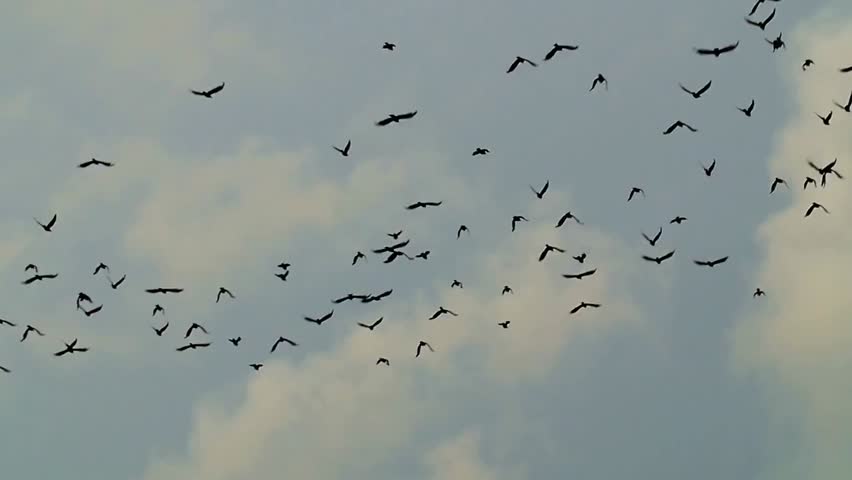 Dark silhouettes of crows flying above treetops against a dramatic sky, capturing eerie movement, wildlife behavior, and the atmospheric mood of birds in flight at dusk.