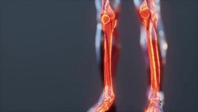 Detailed 3D medical scan of the human skeleton showing bones, joints, and anatomy, ideal for healthcare, education, and scientific content. - Powered by Shutterstock - Get 15% off with code: PIKWIZARD15