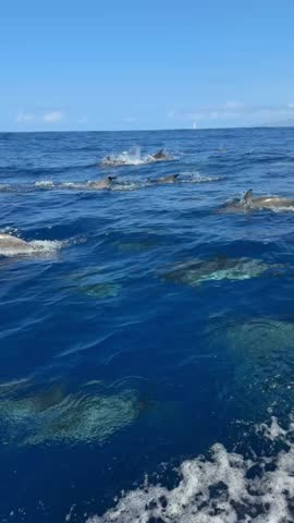 dolphins swimming behind a boat in the ocean
