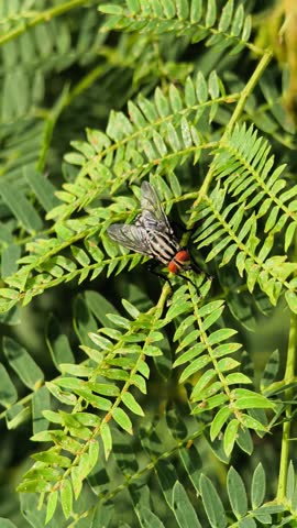 A green fly resting on a leaf in natural light. Close-up macro shot showing vivid details, textures, and vibrant greenery in a tropical outdoor environment.