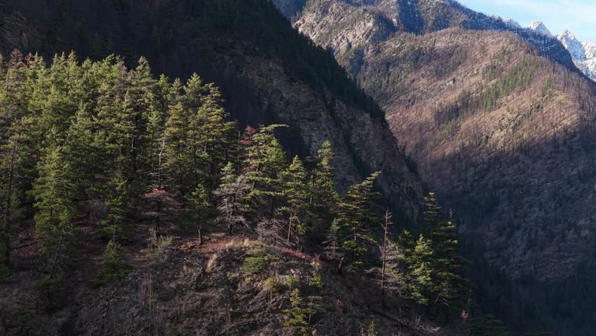 Stunning Mountain Landscape with Lush Pine Forests in British Columbia, Canada