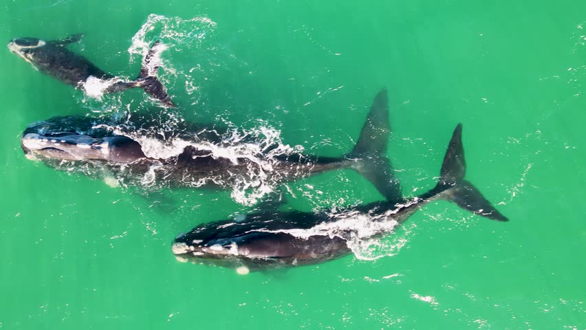 Southern Right Whales swimming on the surface - Drone