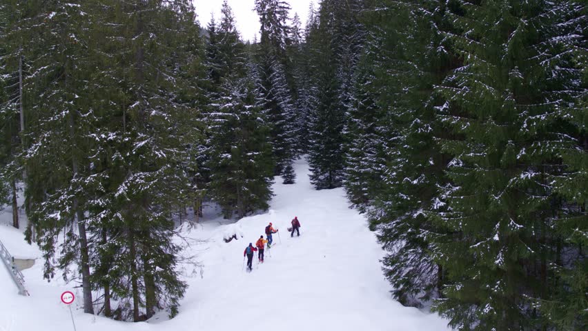 An aerial shot follows a group hiking up a snow-covered, ski touring on a forest path surrounded by a dense corridor of tall, evergreen, snow-covered trees in winter.