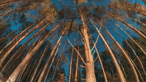 Slider shot motion. Bottom view. Trees trunks and deep dark night sky. Sky Stars Above Crowns Of Pines Trees Woods. Night Natural Starry Sky Above Woods. Night Landscape With Dramatic Sky With Shining - Powered by Shutterstock - Get 15% off with code: PIKWIZARD15