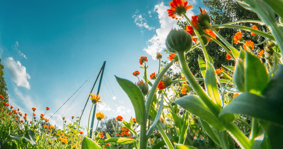 Orange Flower Of Calendula Officinalis. Close-up View. Soft Yellow Orange Colors Of Flowers. Summer Time. Slider shot Orange Flowers Of Calendula Officinalis. Medicinal Plant. Sunshine direct in