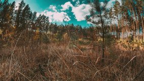 Sunny Forest Landscape Slider Timelapse. Bold Blue Sky. Sunlight Sunray Sunbeams Shine Through Trees In Autumn Forest Landscape. Autumn Mood Time-lapse. Young Pine Tree Time Lapse. Fall Coming - Powered by Shutterstock - Get 15% off with code: PIKWIZARD15