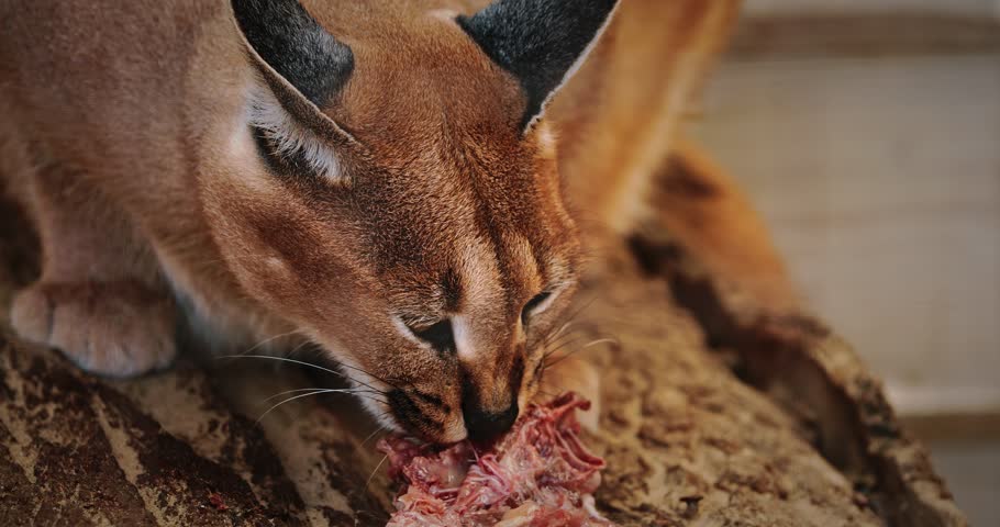 graceful caracal enjoys piece of meat, showcasing its beauty. slow motion footage,