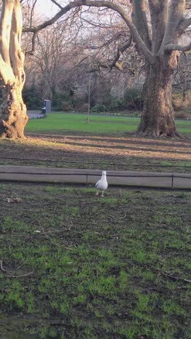 White bird walking on grass in a quiet park during late afternoon sunlight