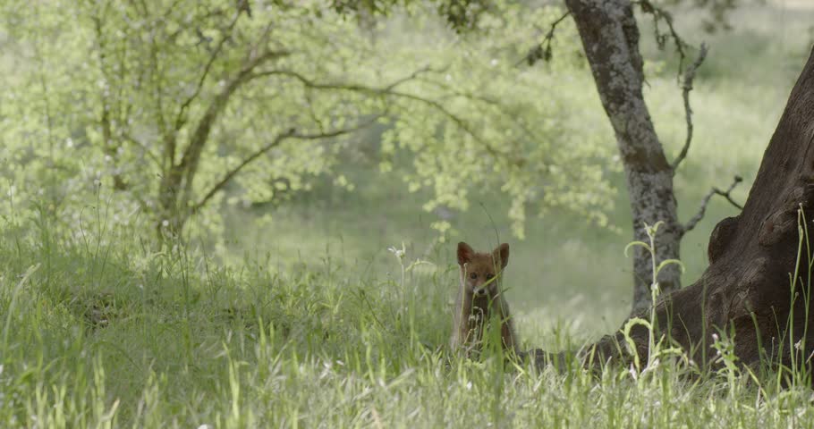 Red fox cub (vulpes vulpes) looking around, in a spring day, in a mediterranean forest, in Tiétar Valley, Spain