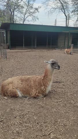Llamas relaxing in their enclosure at a local farm during a sunny afternoon in autumn