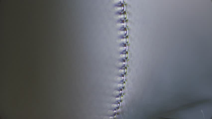 Fly compound eye under microscope