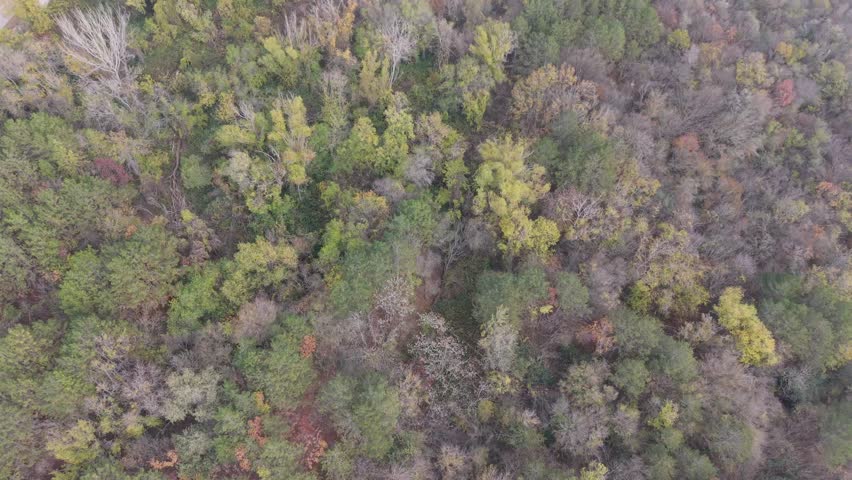 Aerial drone footage of foggy autumn forest, showcasing colorful treetops, misty atmosphere, soft morning light, and peaceful natural scenery from above.
