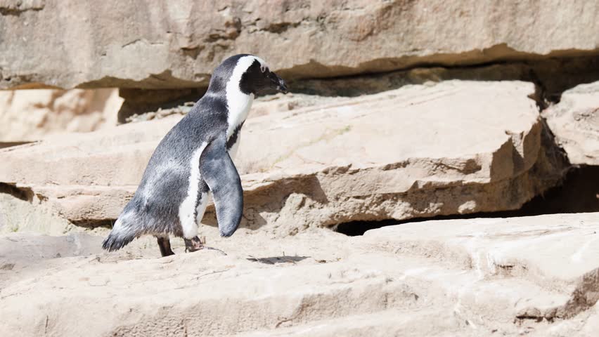 African penguin walks across sunlit rocks in outdoor zoo habitat, natural lighting, steady camera