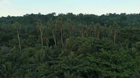 Drone view of a tropical coastline bordered by dense forest and tall palm trees in the Philippines, featuring turquoise water, white sand, natural vegetation, and a calm shoreline at sunset light. - Powered by Shutterstock - Get 15% off with code: PIKWIZARD15